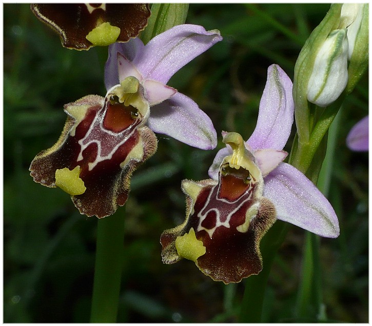 Variabilit di Ophrys fuciflora